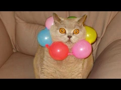 Cats Playing With Balloons Compilation