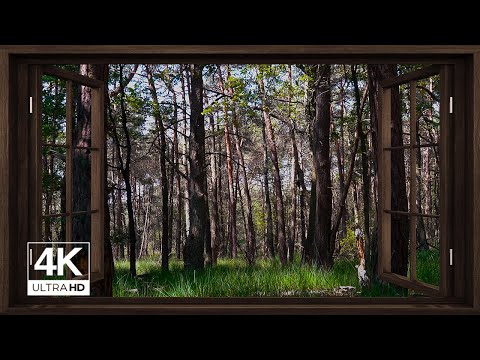 4K Forest window view birds singing - Relaxing, Calming, Ambience, white noise