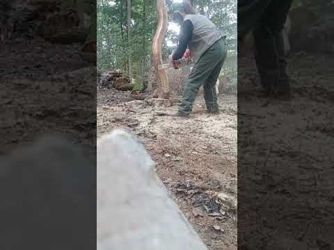 The worlds biggest liberty cap mushroom