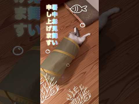 暑中お見舞い申し上げます #ねこ動画 #cat #へそ天 #ねこと暮らす #子どもとねこ #ことねこくらし