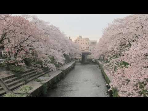 いたち川2019 4 13