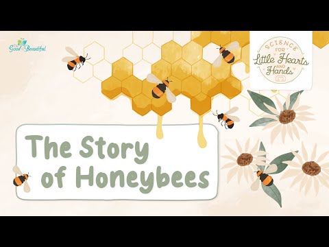 Science for Little Hearts & Hands: Honeybees | The Good and the Beautiful