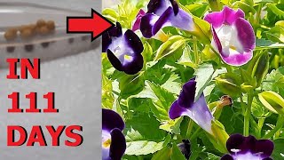 How to grow Torenia (Wishbone Flower) from seeds