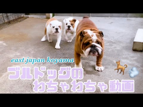 【ブルドッグ】#515 ブルドッグのわちゃわちゃ動画！JKCチャンピオンのコパンとその子供たち！ブルガリアチャンピオンやグランドチャンピオンも登場します！