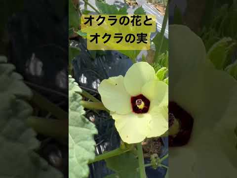 丸オクラの花と実。今が1番美味しい季節です。 #家庭菜園 ＃オクラ