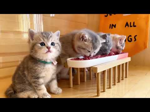 cute pet lovers #cat #shortvideo #funny #puppy #puppies #2025