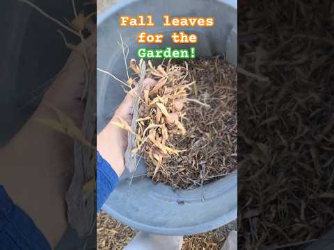 Harvesting organic debris in Fall! #landscaping #fallgarden #mulching #compost