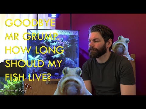 how long do reef fish live? (goodbye mr grump)