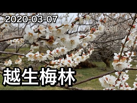 越生梅林 梅祭り　2020-03-07