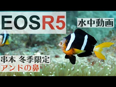 EOS R5で撮影した水中動画！串本  冬季限定ポイント「アンドの鼻」が凄かった！