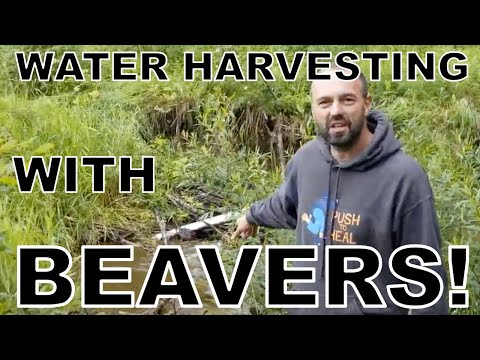 Water Harvesting With Beavers! Working With Nature.