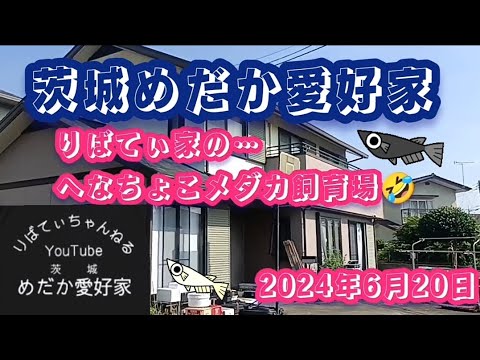 茨城めだか愛好家🐟りばてぃ家の…へなちょこメダカ飼育場 #メダカ #めだか #改良メダカ #茨城メダカ #めだか愛好家 #めだか飼育場 #めだか好き#メダ活