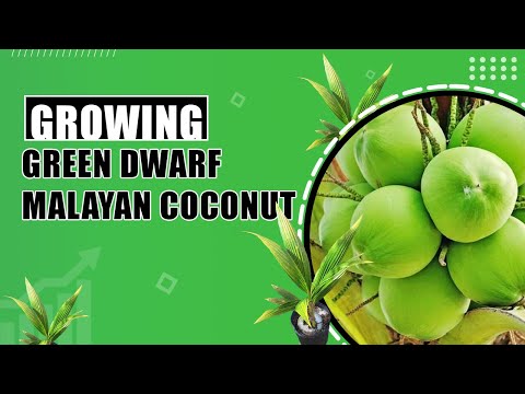 Green Dwarf Malayan Coconut | Dwarf yet heavy coconut fruit producer