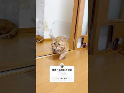 呼ばれたら猫界最速で駆けつける猫 #猫 #マンチカン #shorts