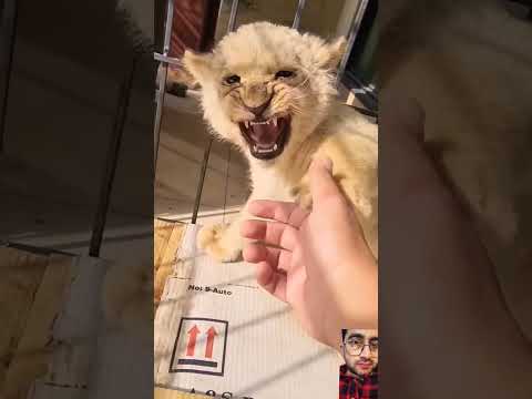 angrylion #animals #lion #tiger #lionattitude #bigcat #lionlover #lionking #lionworld #shorts