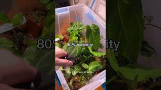 Plant propagation bin for my bountiful crops #howto