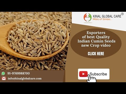 Indian Cumin Seeds New Crop