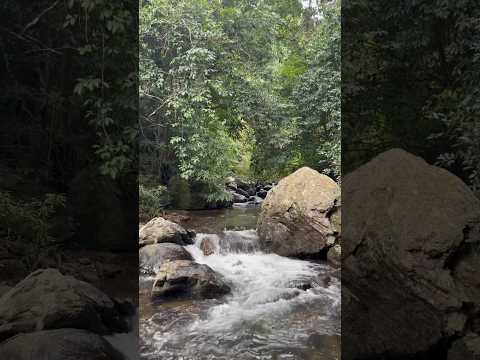 Waterfall #youtube #waterfall #youtubeshorts #iphone14plus #shortvideo #kerala #karnataka #trending