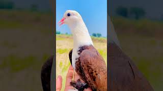 pigeon #pigeons #birds #bird #g #pigeonlove #vercin #pigeonsofinstagram #birdsofinstagram