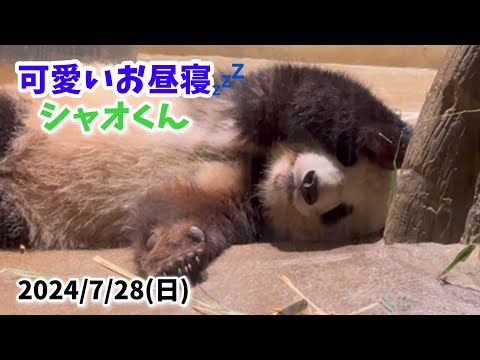 【可愛いお昼寝シャオくん💚＆レイちゃん💛＆お食事リーリー🐼💙】〜2024/7/28(日)上野動物園〜