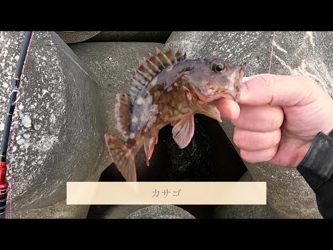 【渥美半島】穴釣りとカメノテ採り【田舎暮らしVlog】