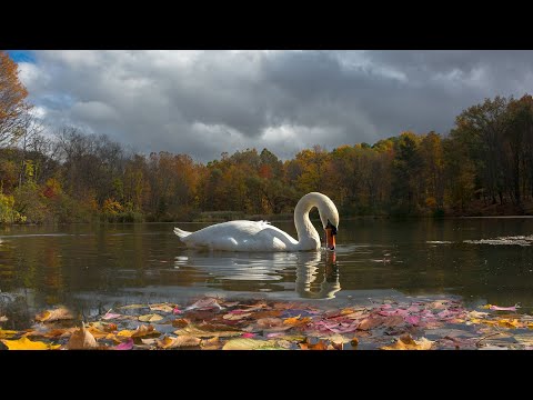 Женский романс.  Ольга Гера