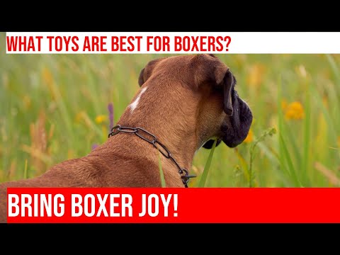 Choose the Best Toys for Your Boxer - Tips for Enrichment