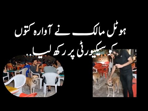 Hotel Maalik ne Awaraan Kutto ko Security per Rakh lia || Chai Master Owner Haris Ibrahim #dogs