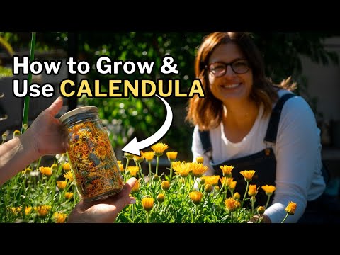 CALENDULA: How to Grow & Use This Beneficial Companion Plant