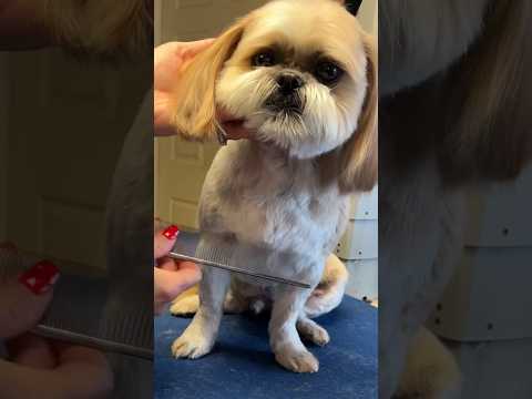 Try this Dog Grooming Trick