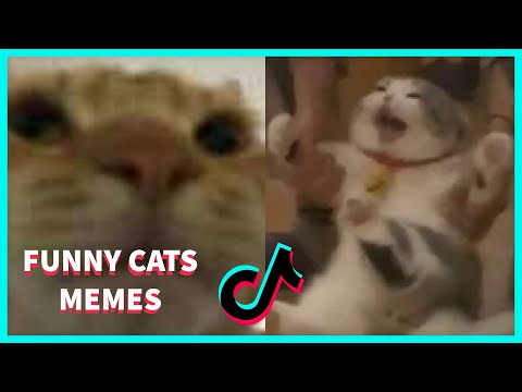 BEST FUNNY MEMES WITH CATS COMPILATION