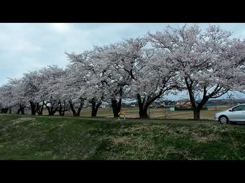 ２０１８桜　塩　大沢野～八尾　2018 4 4