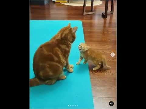 Heartwarming bond between a mother cat and her curious kitten  #cats #funny #animals #catlovers