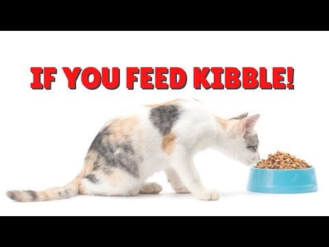 How To Make A Kibble Diet Better | Two Crazy Cat Ladies