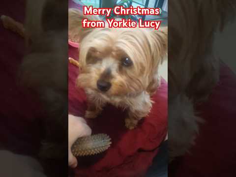 A Merry Christmas from Yorkie Luc