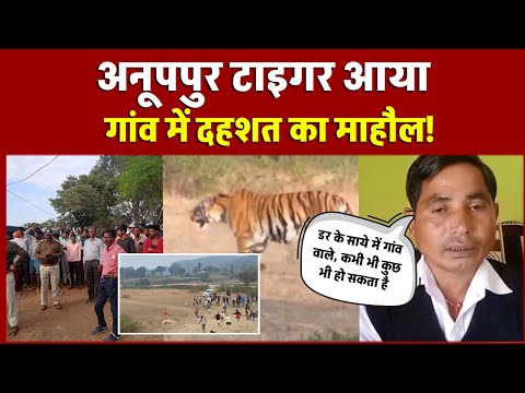 Madhya Pradesh Tiger News | Anuppur में टाइगर गांव में घुसा, डर के साये में गांव वाले | tiger APR  !