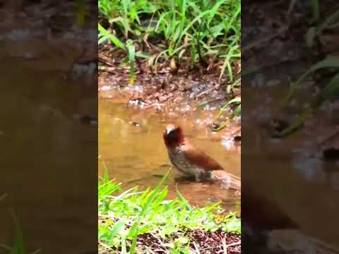 scaly breasted munia bird bath with sound💤spotted munia sound #shorts #short #shortvideo #shortfeed