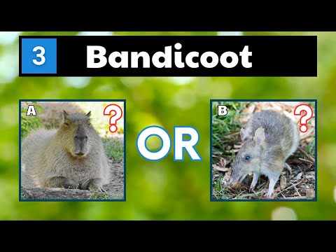 Guess The Animals That Start With B - Animals Quiz