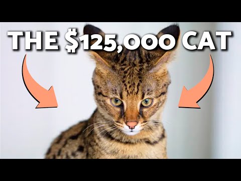 The 10 MOST EXPENSIVE CATS in the WORLD🙀 | WHY YOU SHOULDN'T PAY