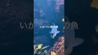 えのすいのいかつい顔の魚　#湘南生活