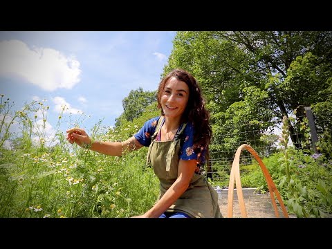 What is Growing in the Medicinal Garden?? {Harvesting Calendula & Chamomile!!}