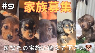 #9 【家族募集】😍可愛い子犬と一緒に幸せな暮らしをしませんか❓️