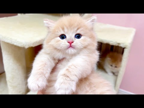 【マンチカンの子猫】手から逃げてネズミで遊びたがる件 ～猫のいる生活Vol.1025～出産動画 マンチカン短足・ミヌエット・ペルシャ猫専門ブリーダー『ペット蔵人』【子猫の成長記録】