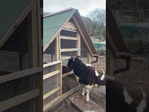 Can this sheep get in the duck house?? #sheep #duckhouse