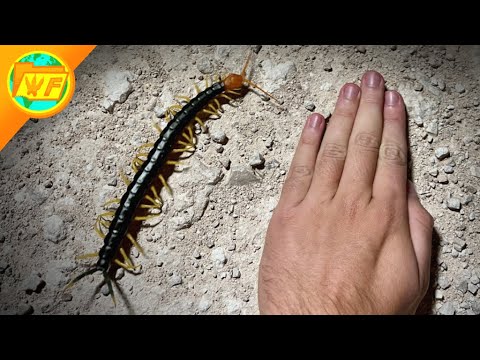 The BIGGEST CENTIPEDE in America: Texas Red-headed Centipede