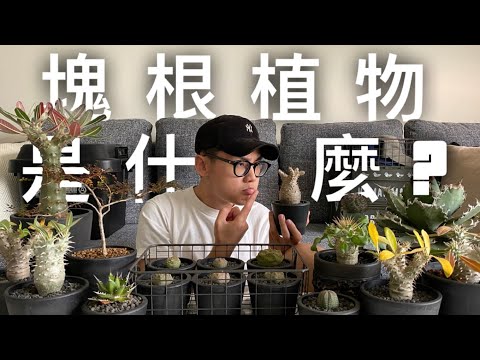 塊根植物是什麼？是多肉植物嗎？ What's the Caudex Plants ?!