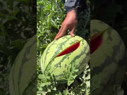 #watermelon #fruitcutting #fruit #amazing