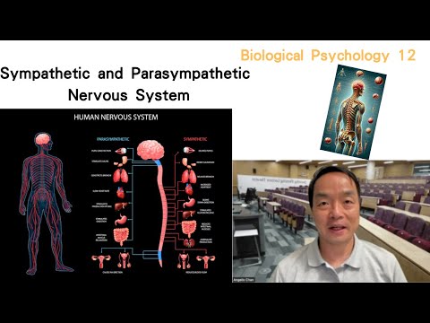 (Eng) Biological Psychology 12: Sympathetic and Parasympathetic Nervous System