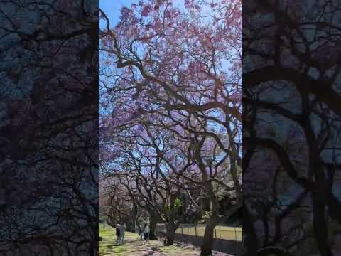 35 Jacaranda trees in bloom, perfect spot for photos picnic , no crowd #jacaranda #sydney