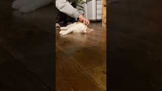 人類と会話する猫あるいは猫と会話する人類 #shorts  #cat #三毛猫 #ねこ